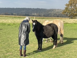 Rencontre avec un poney noir, équi-coaching aux écuries de Boutigny (77)