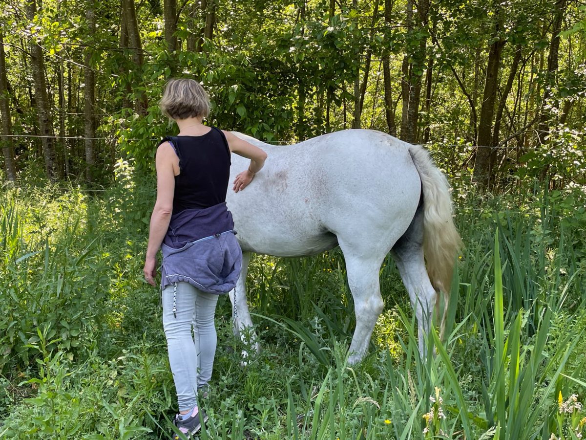 Marche à pied aux côtés d'un cheval blanc en liberté, équi-coaching près de Meaux (77)