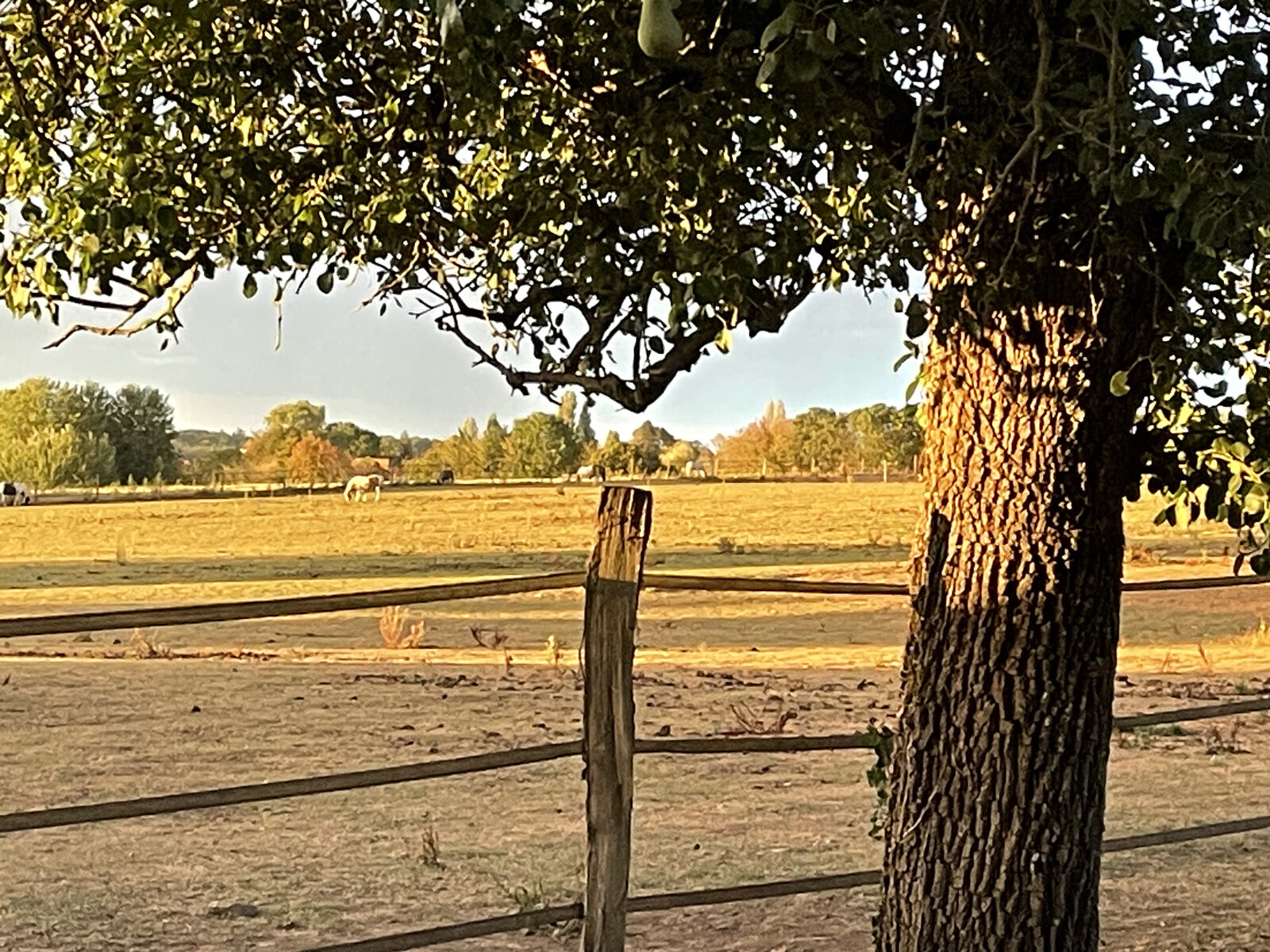 Chevaux dans le grand pré à la lumière du soir aux écuries de Boutigny (77), près de Meaux